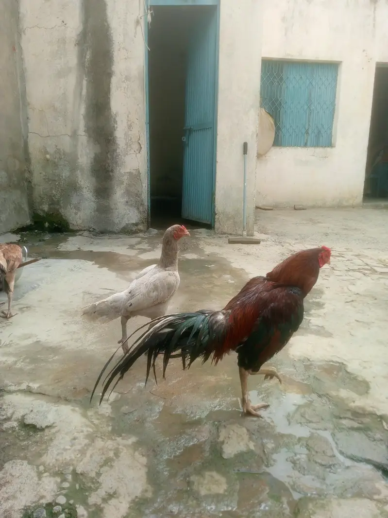 Aseel murge — photo 3