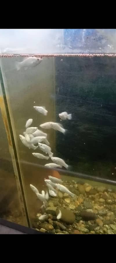 white diamond Molly fishes pair