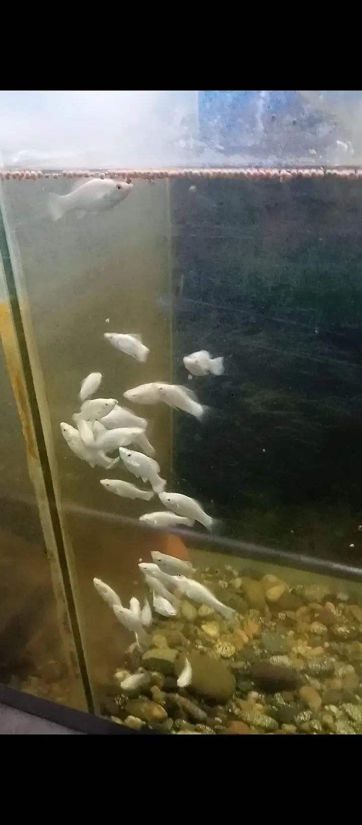 white diamond Molly fishes pair