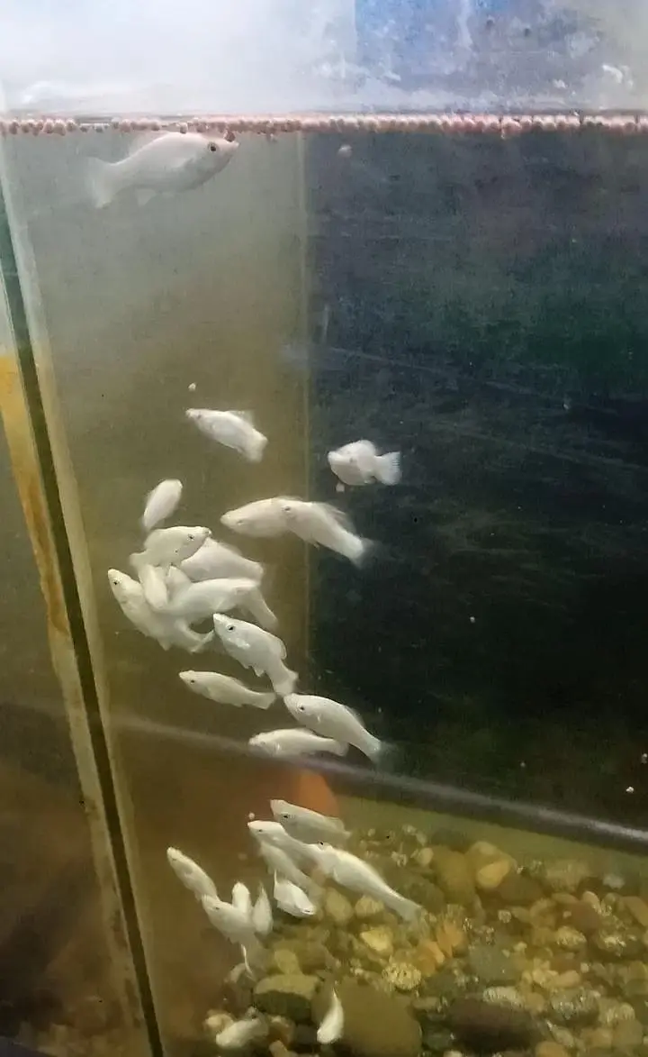 white diamond Molly fishes pair — photo 2