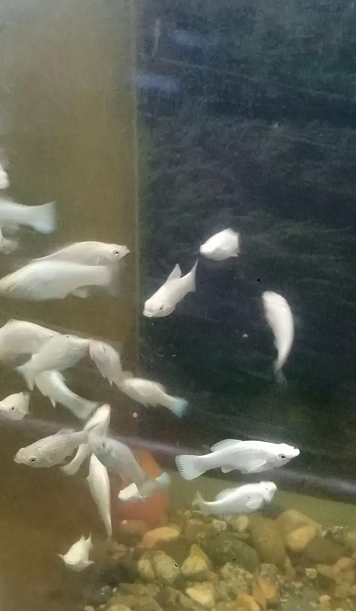 white diamond Molly fishes pair — photo 3