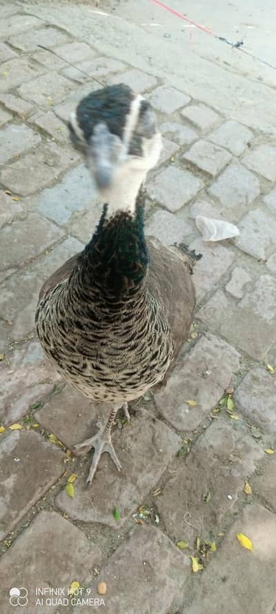 pecock female