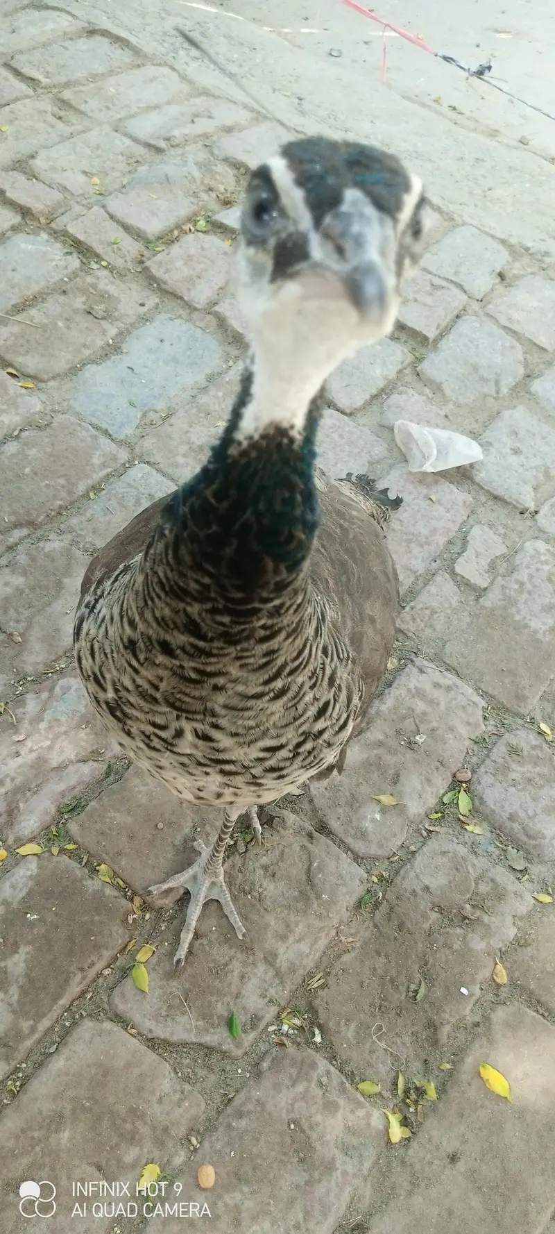 pecock female — photo 2