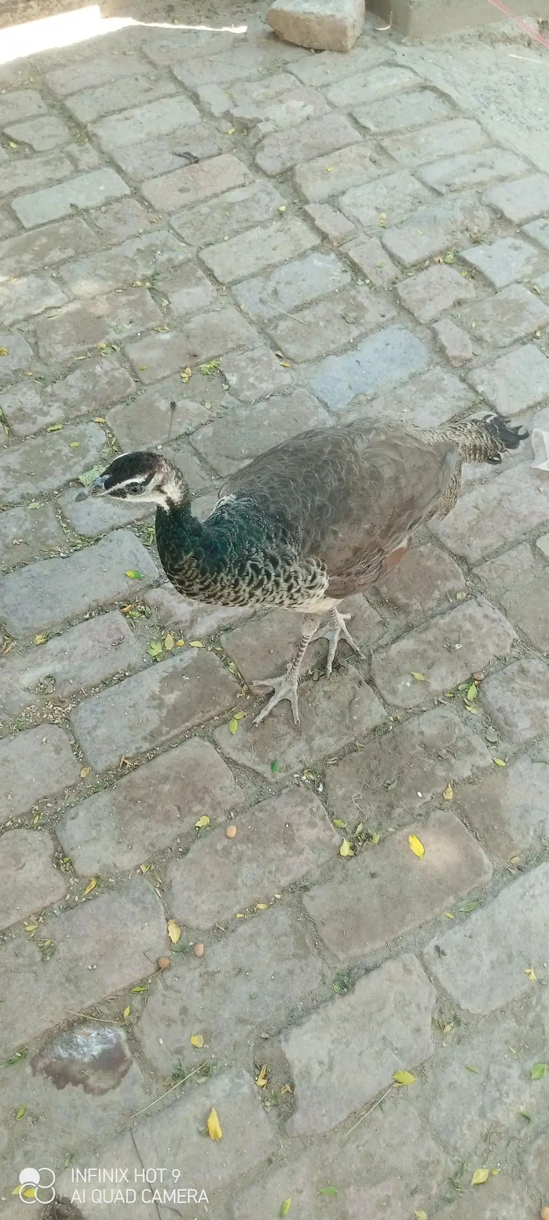 pecock female — photo 3