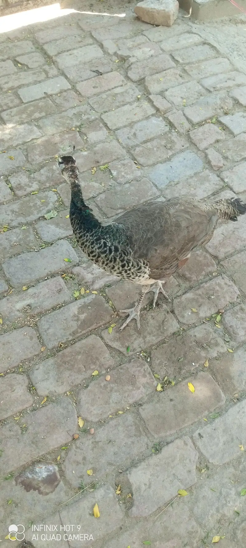 pecock female — photo 4
