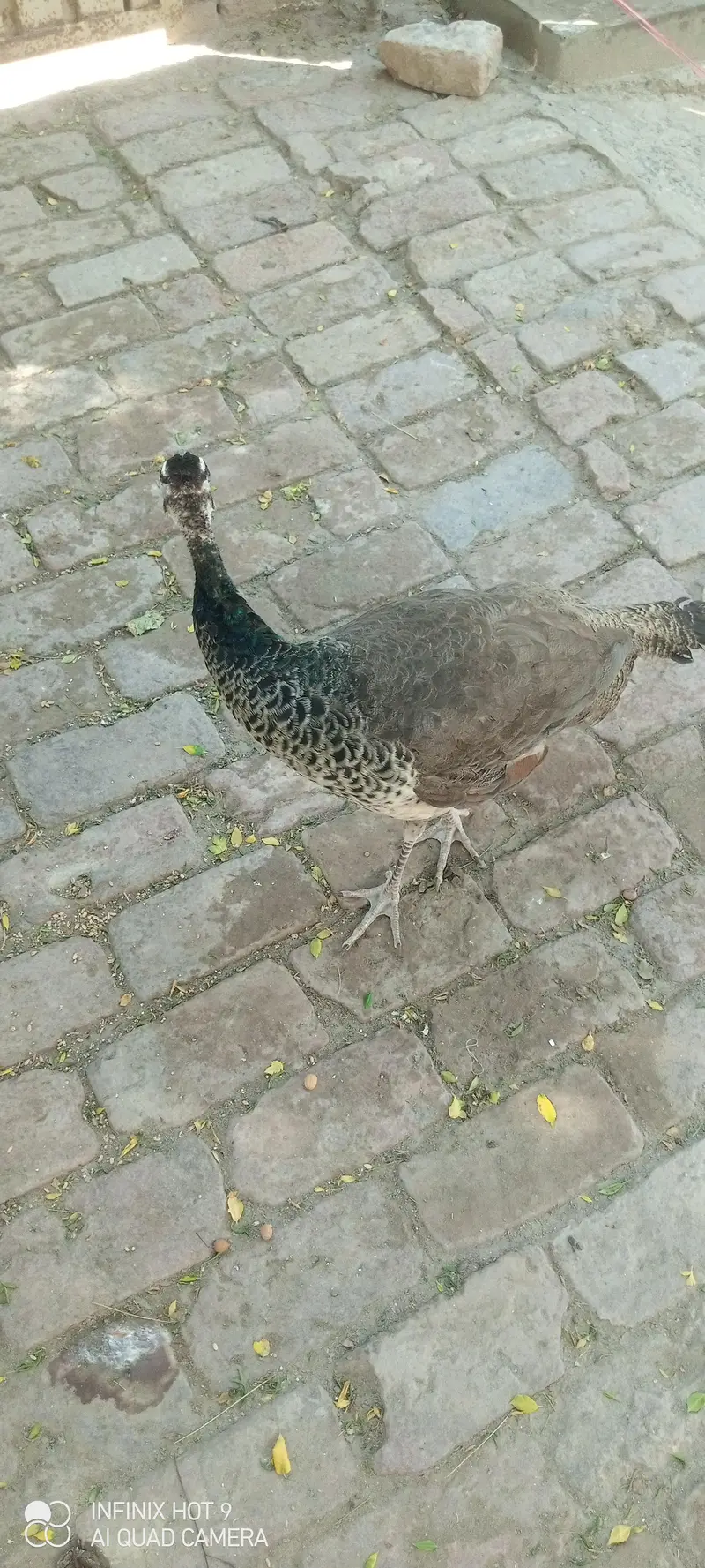 pecock female — photo 5