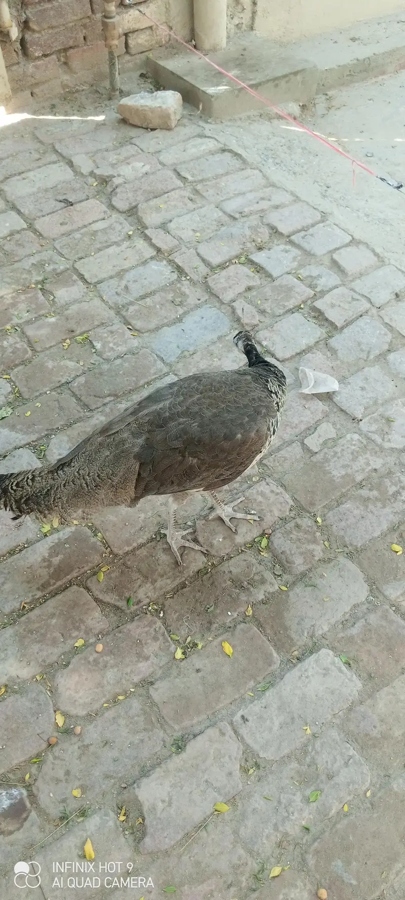 pecock female — photo 6