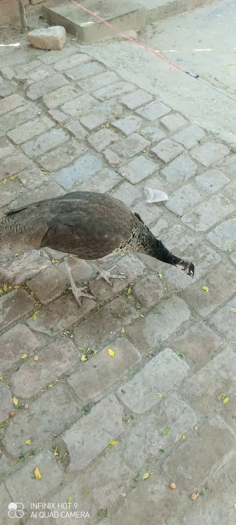 pecock female — photo 7