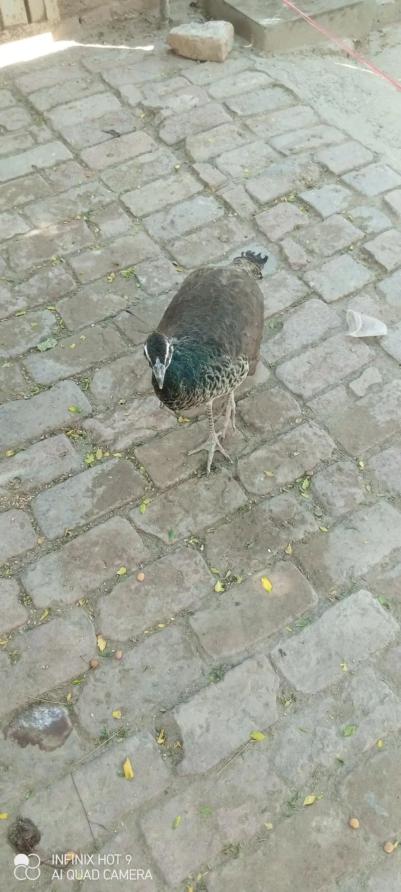 pecock female — photo 8