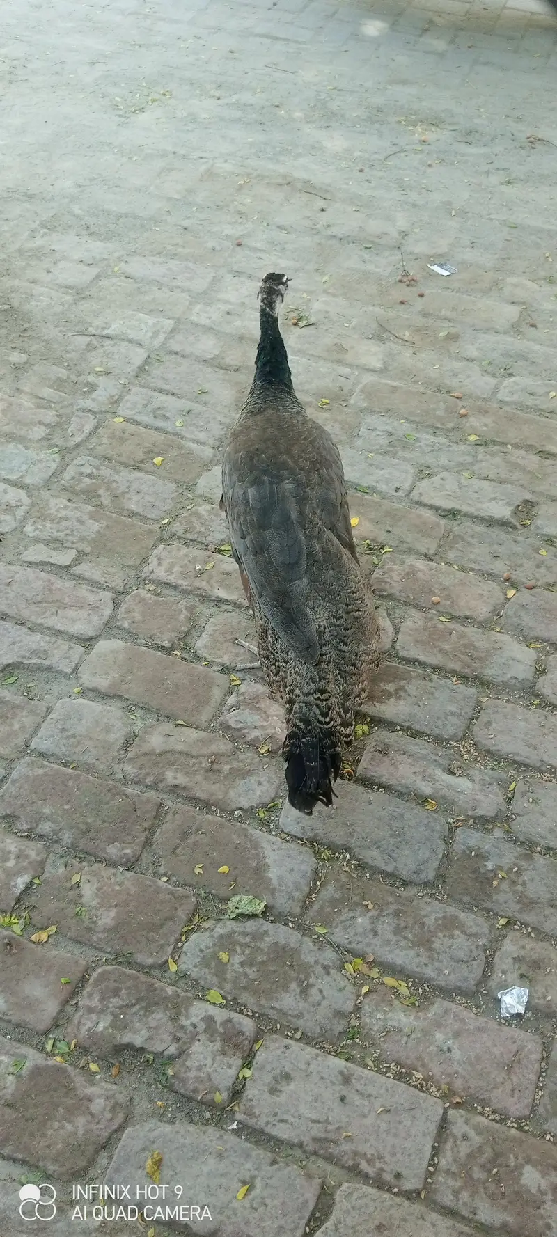 pecock female — photo 9