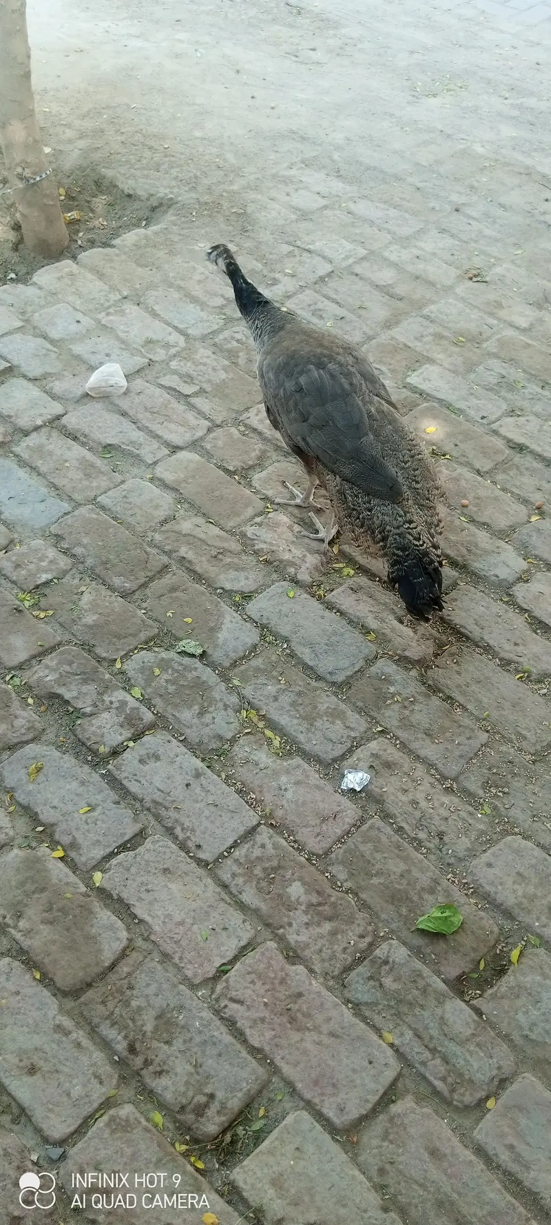 pecock female — photo 10