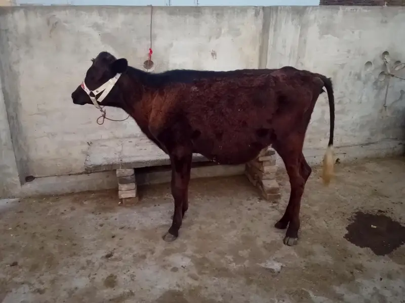 جرسی ویڑھی — photo 2
