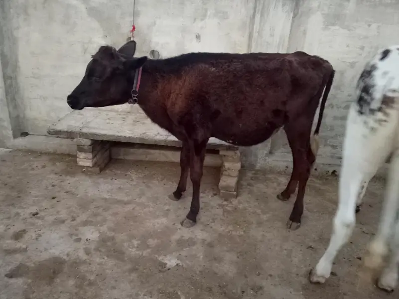 جرسی ویڑھی — photo 3