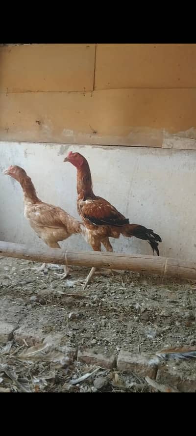 hens for sale