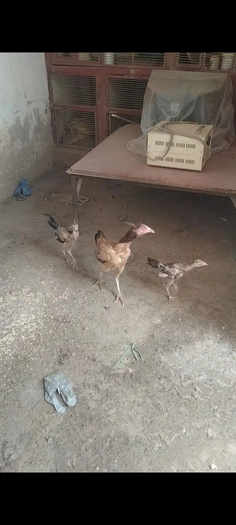 hens for sale — photo 2