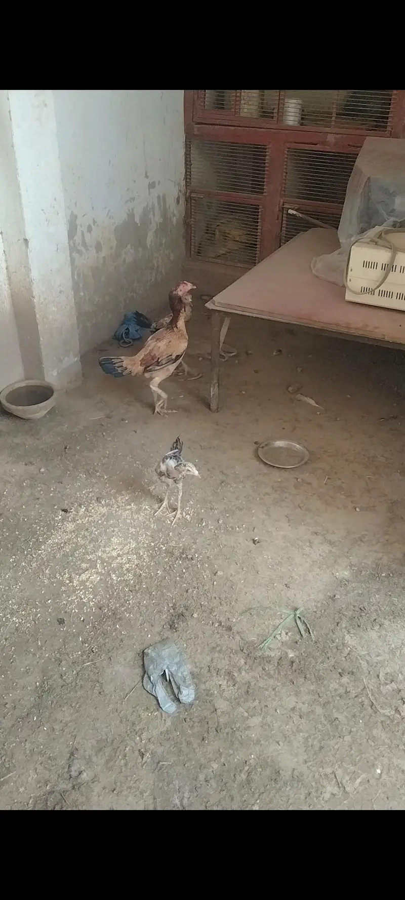 hens for sale — photo 3