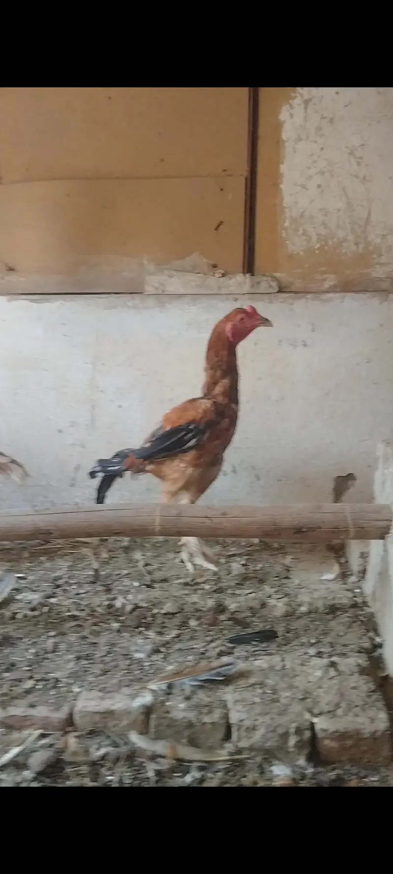 hens for sale — photo 4