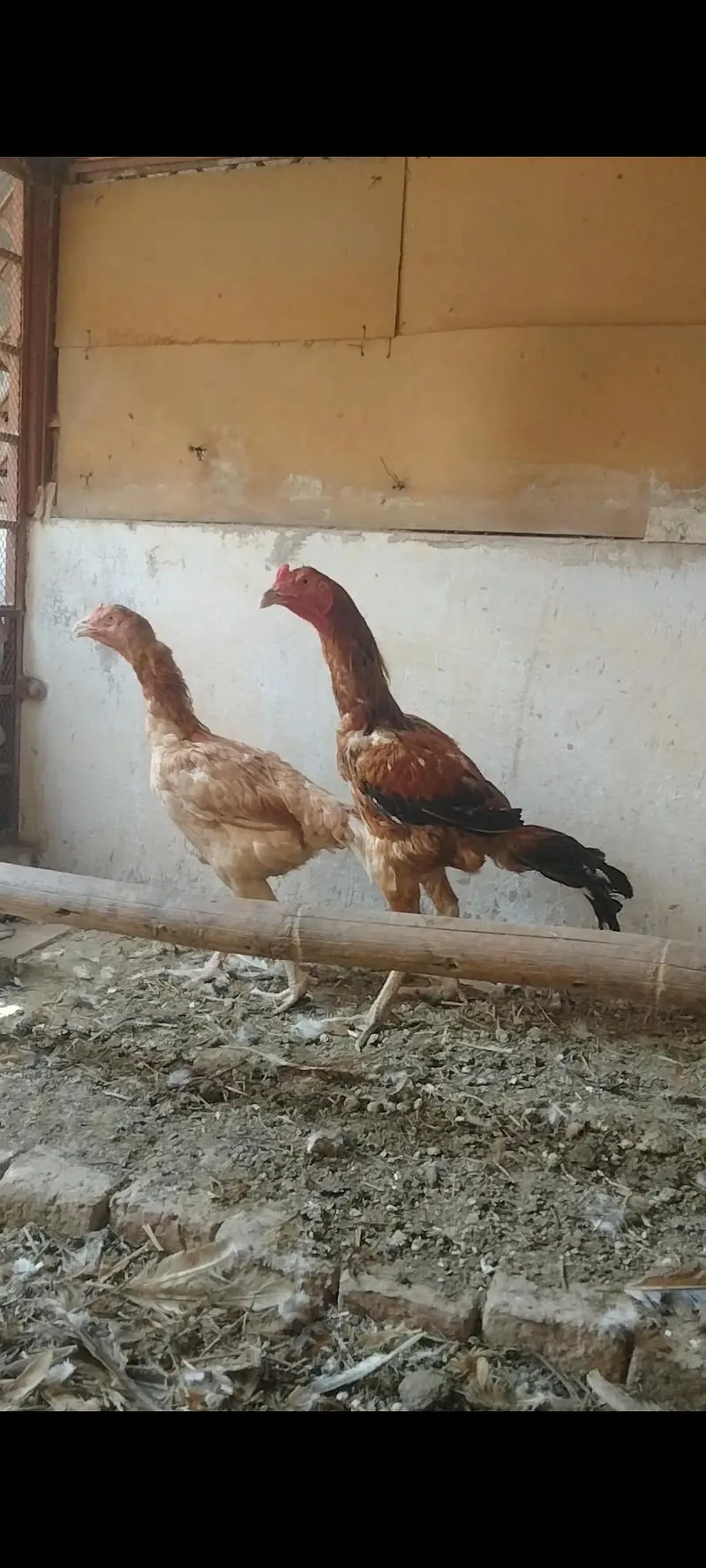 hens for sale — photo 5