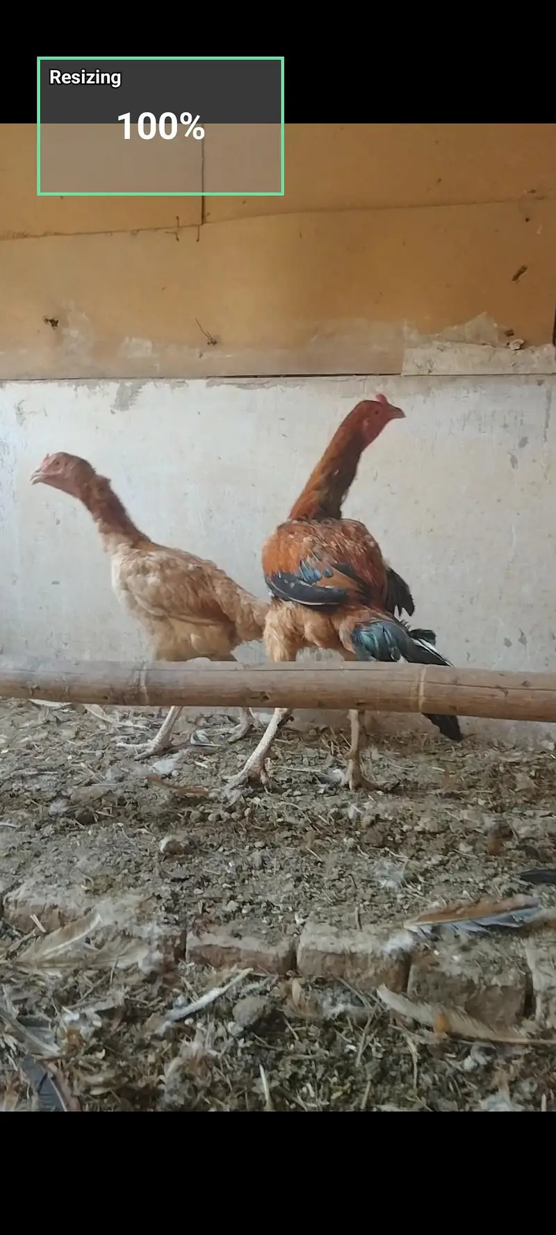 hens for sale — photo 6