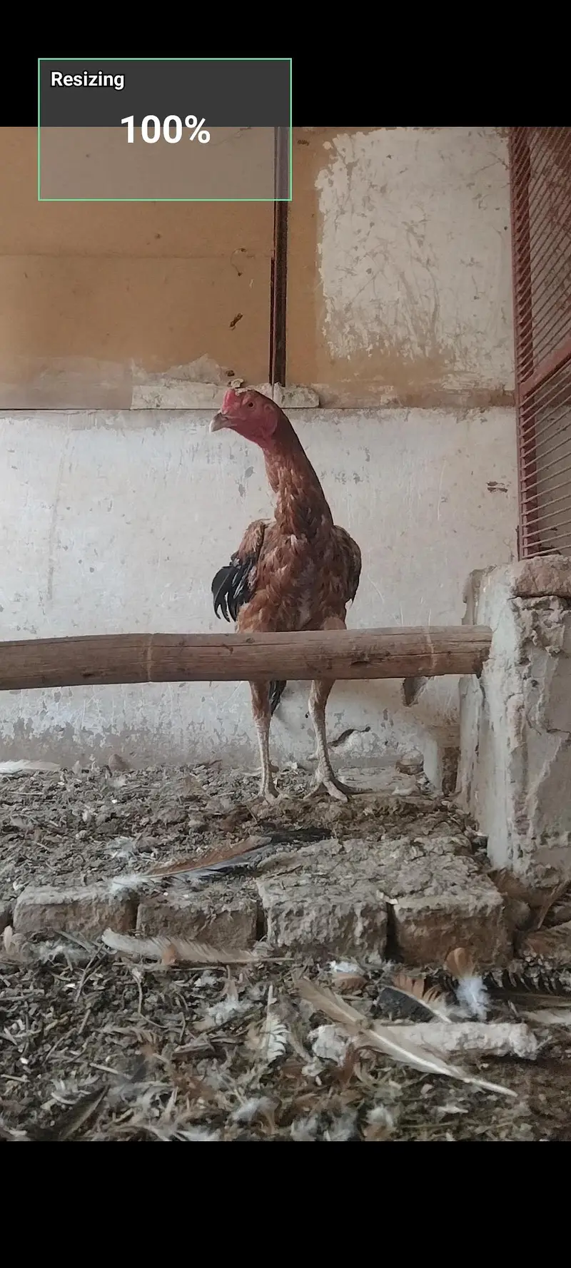 hens for sale — photo 7
