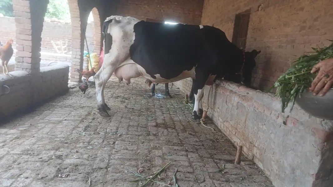 cow for sall — photo 2