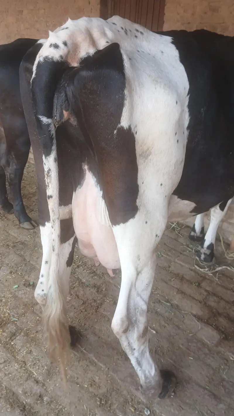 cow for sall — photo 3