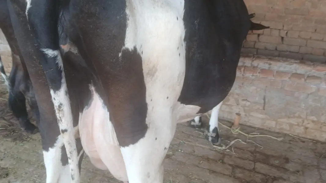 cow for sall — photo 4