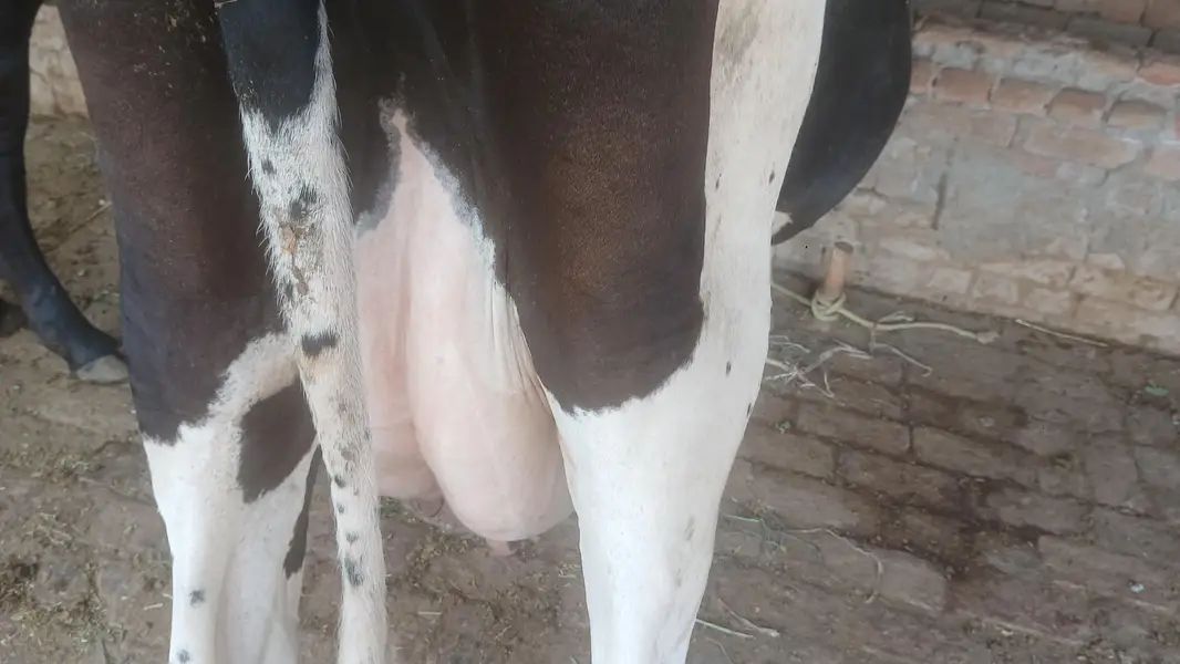 cow for sall — photo 5