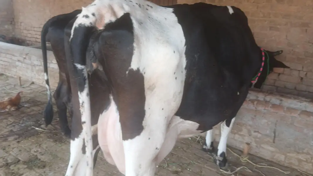 cow for sall — photo 6