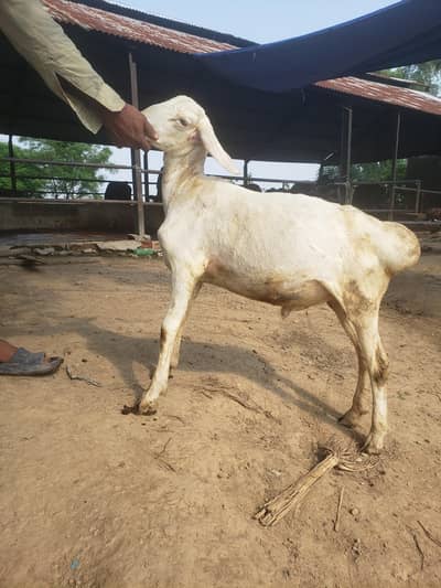 beautiful white dumbe