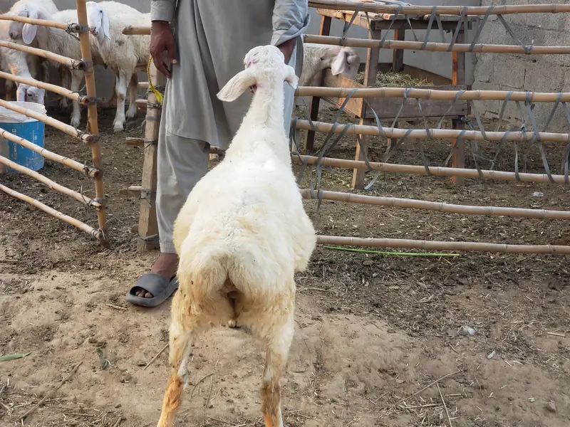 beautiful white dumbe — photo 2