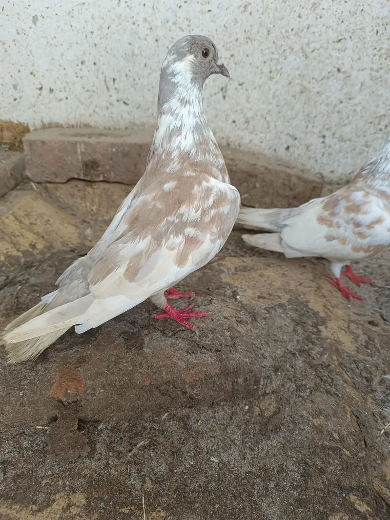 Kashmir pishori breeder