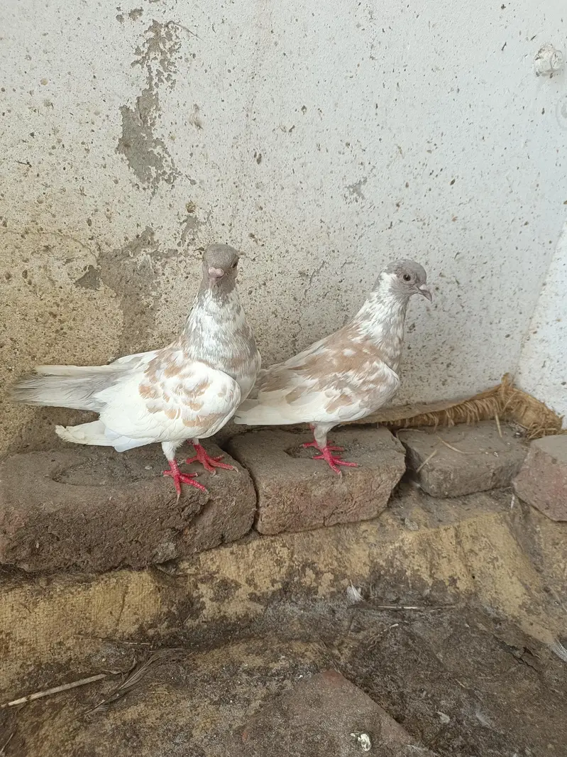Kashmir pishori breeder — photo 2