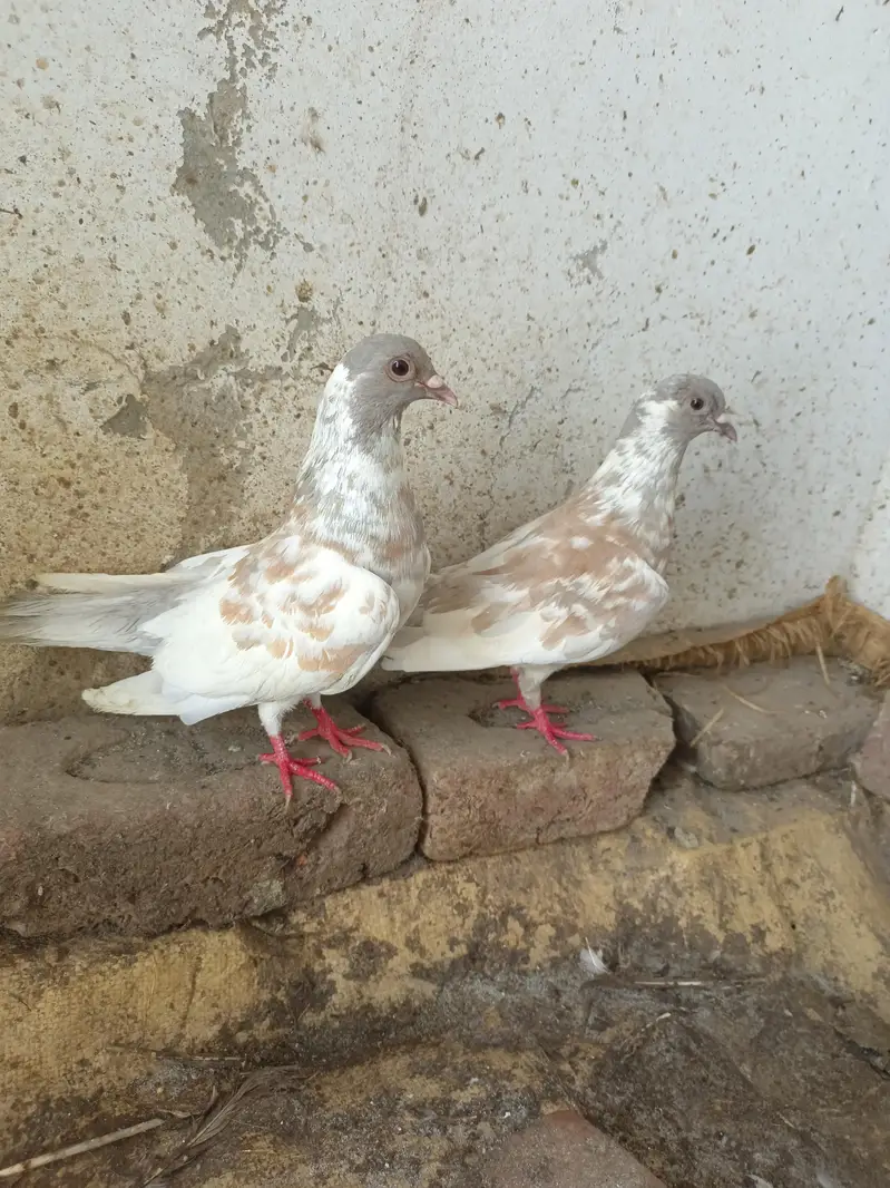 Kashmir pishori breeder — photo 3