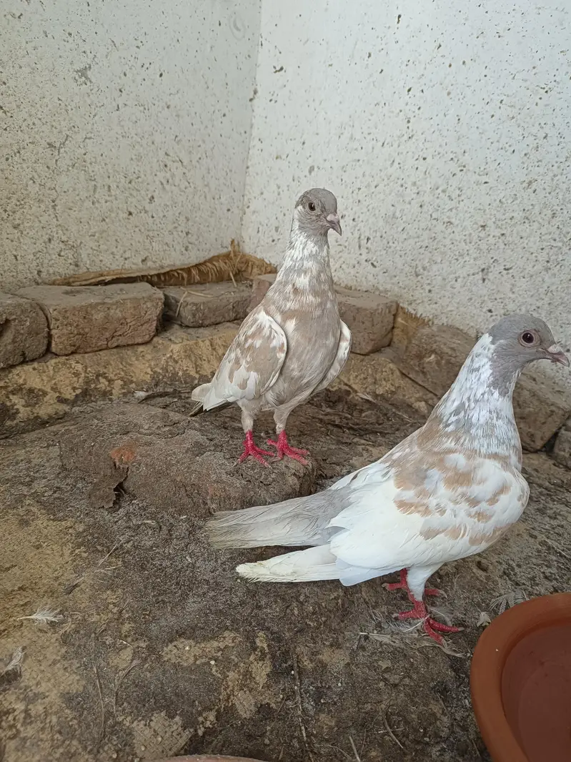 Kashmir pishori breeder — photo 4