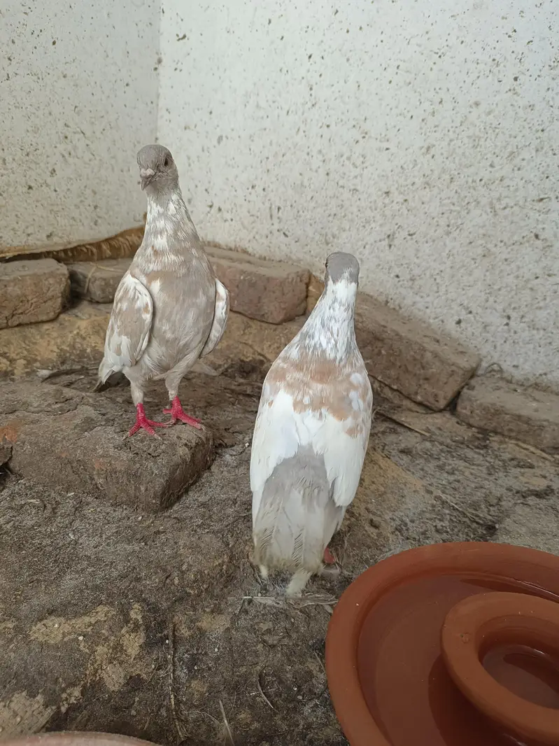 Kashmir pishori breeder — photo 5