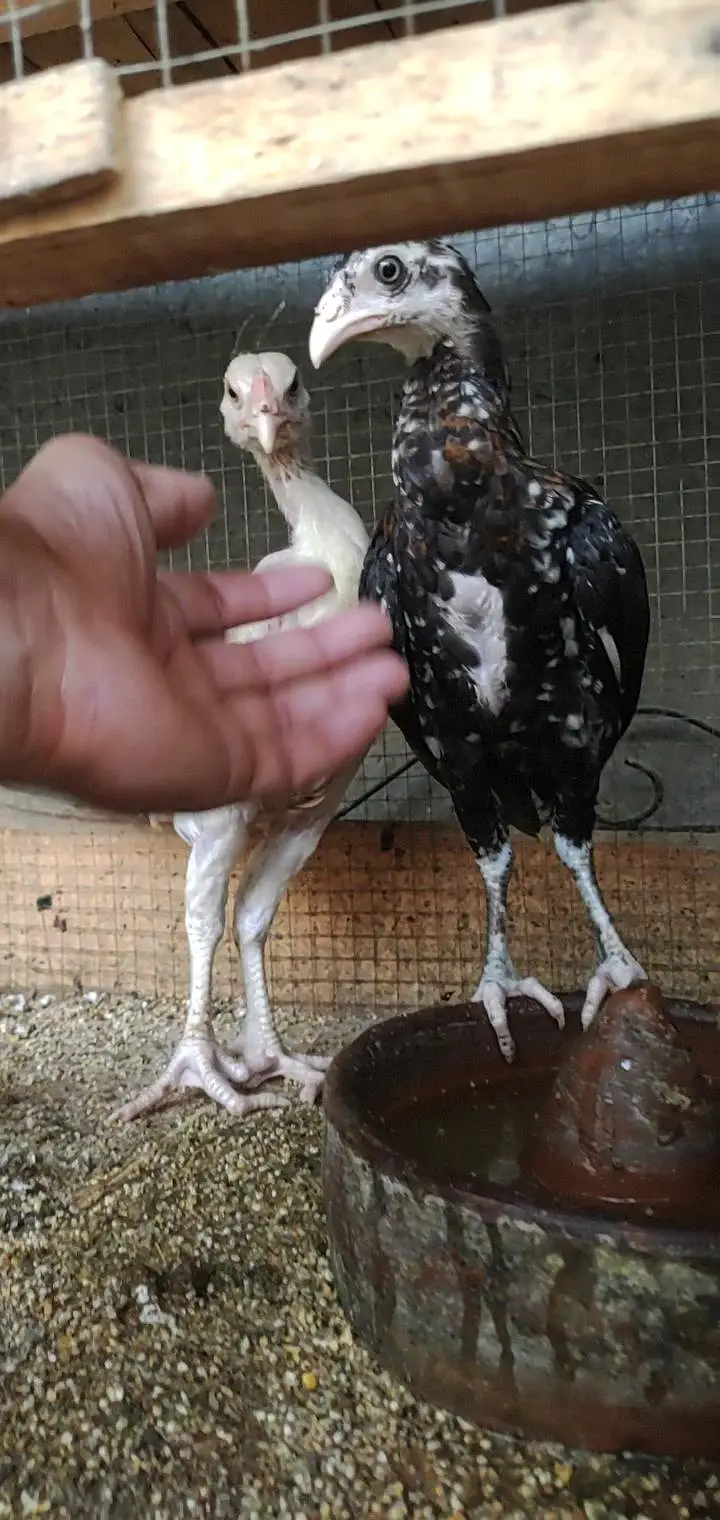 hera Aseel /Aseel murga /Aseel murgi/Aseel chiks/Aseel egg — photo 3