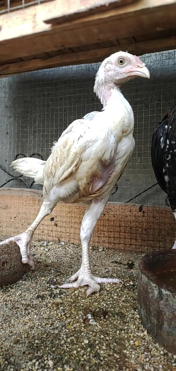 hera Aseel /Aseel murga /Aseel murgi/Aseel chiks/Aseel egg — photo 4