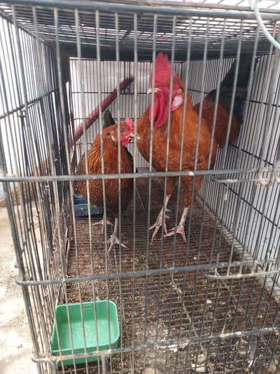 Golden misre pair for sale