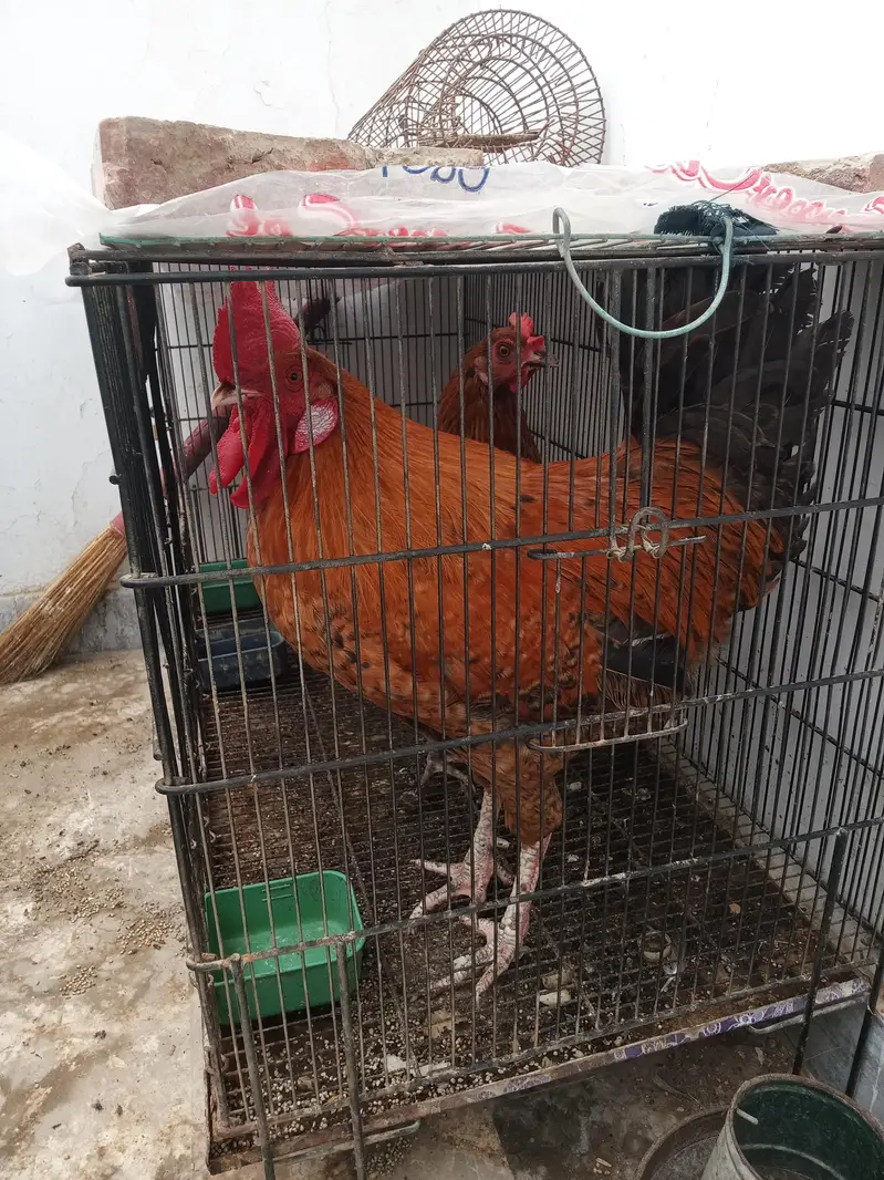 Golden misre pair for sale — photo 2