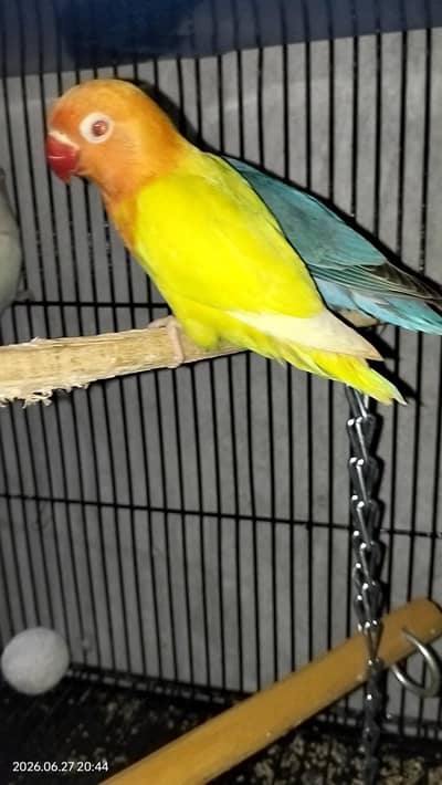 3 piece for sale of love birds