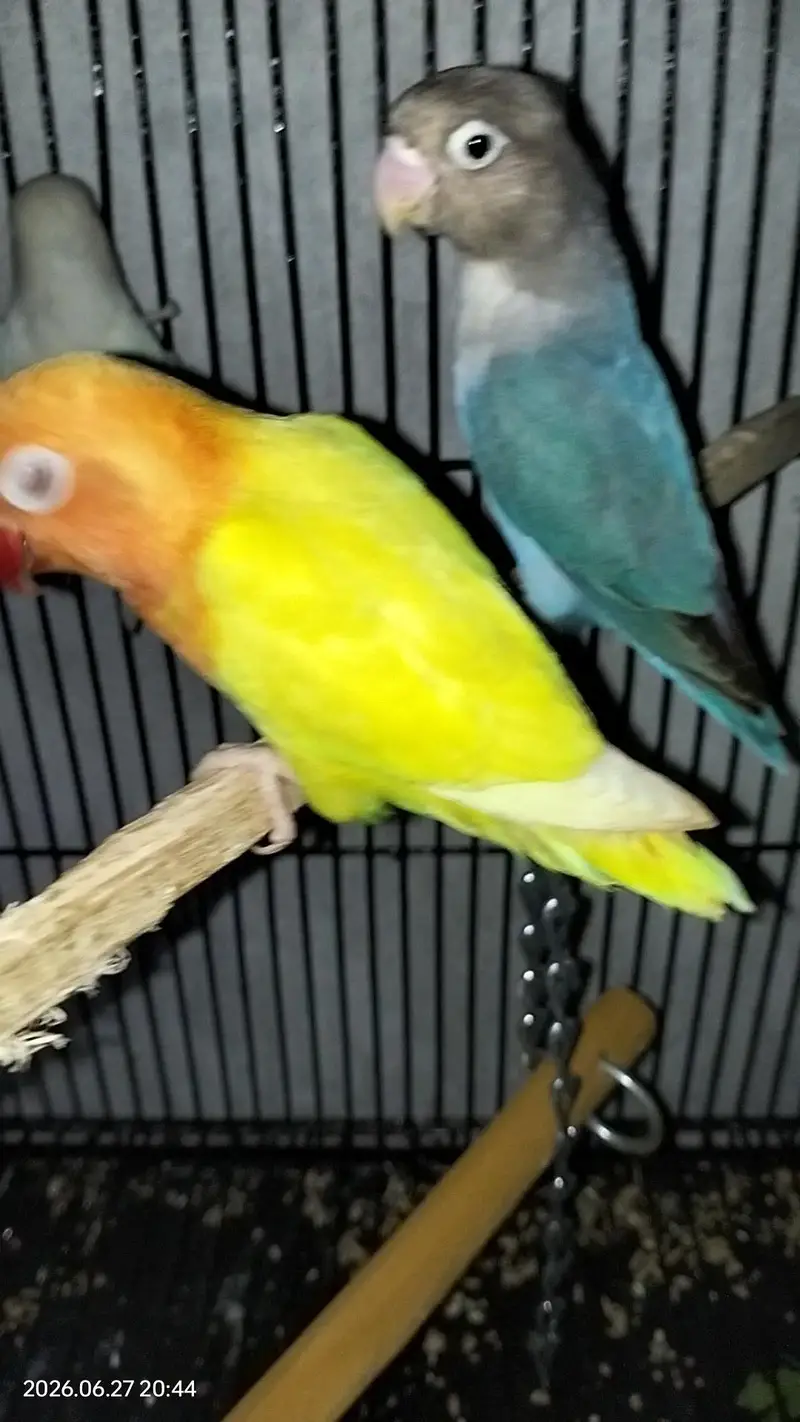 3 piece for sale of love birds — photo 2