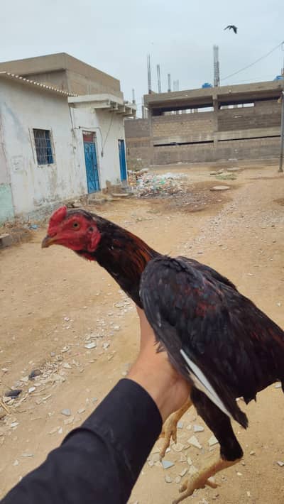 Aseel Type Black Red Young Rooster for Sale