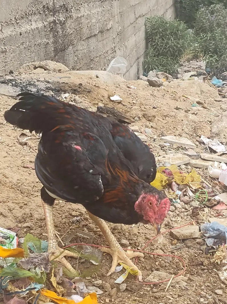 Aseel Type Black Red Young Rooster for Sale — photo 2