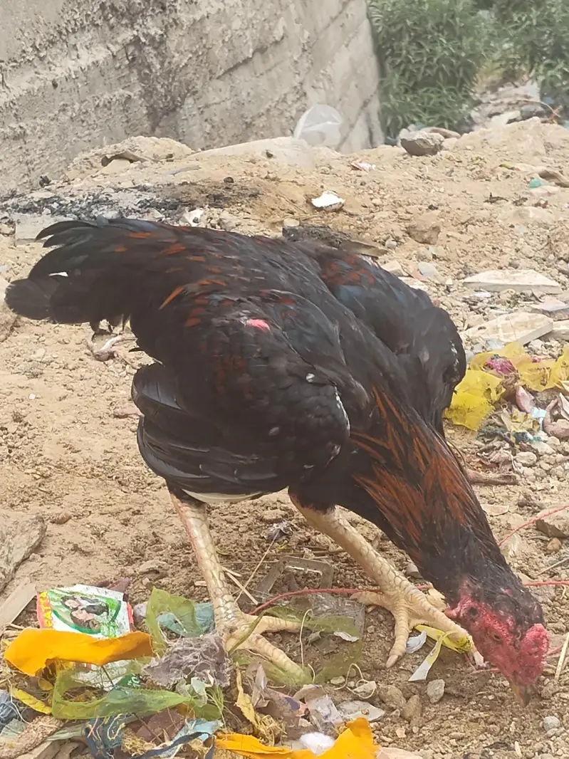 Aseel Type Black Red Young Rooster for Sale — photo 3