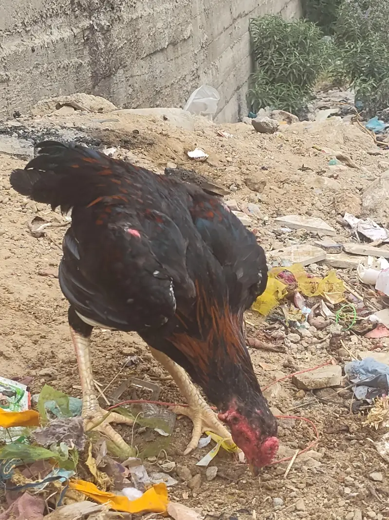 Aseel Type Black Red Young Rooster for Sale — photo 4