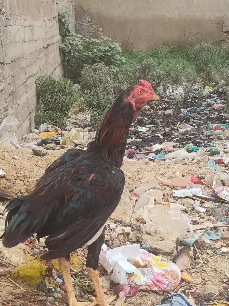 Aseel Type Black Red Young Rooster for Sale — photo 5