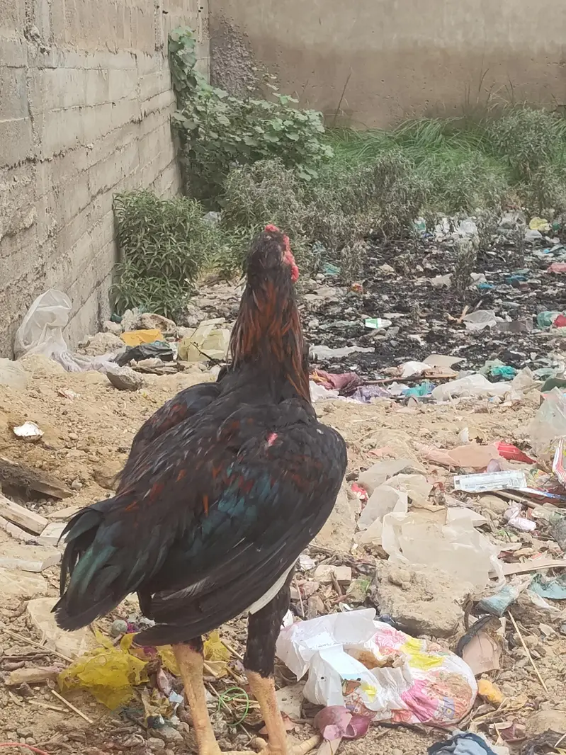 Aseel Type Black Red Young Rooster for Sale — photo 6