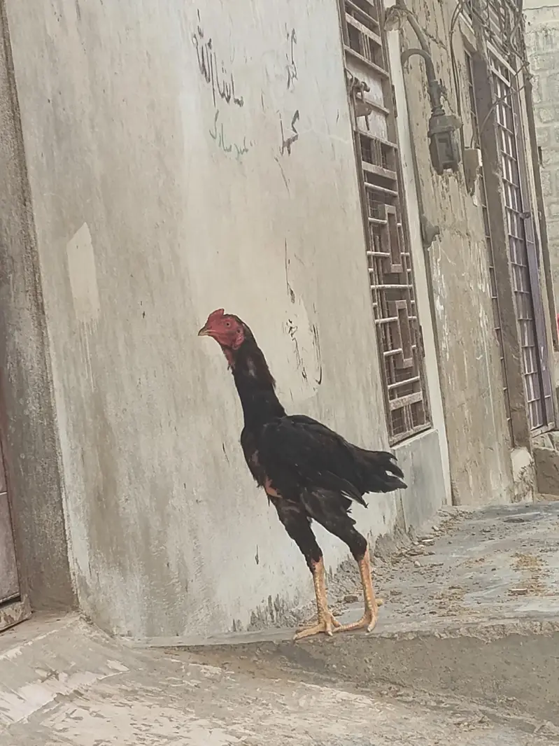 Aseel Type Black Red Young Rooster for Sale — photo 7