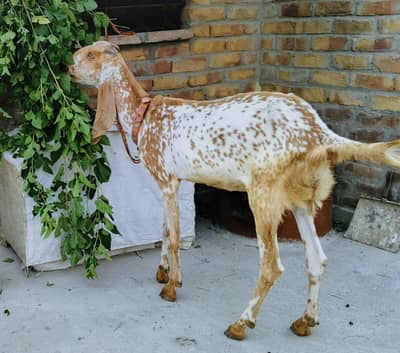 8 dant bakri for sale
